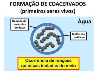 FORMAÇÃO DE COACERVADOS
(primeiros seres vivos)
Água
Camada de
moléculas
de água
Moléculas
protéicas
Ocorrência de reações
químicas isoladas do meio
 