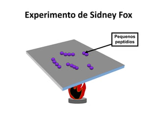 Experimento de Sidney Fox
Pequenos
peptídios
 