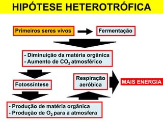 Hipótese heterotrófica
Primeiros seres vivos Fermentação
- Diminuição da matéria orgânica
- Aumento de CO2 atmosférico
Fotossíntese
- Produção de matéria orgânica
- Produção de O2 para a atmosfera
Respiração
aeróbica MAIS ENERGIA
HIPÓTESE HETEROTRÓFICA
 