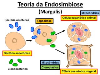Teoria da Endosimbiose
(Margulis)
Bactéria anaeróbica
Célula eucariótica animal
Bactéria aeróbicas
Cianobactérias
Célula eucariótica vegetal
Fagocitose
Mitocôndrias
Mitocôndrias
Cloroplastos
 