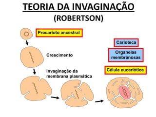 TEORIA DA INVAGINAÇÃO
(ROBERTSON)
Procarioto ancestral
Crescimento
Invaginação da
membrana plasmática
Célula eucariótica
Organelas
membranosas
Carioteca
 