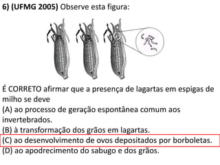 6) (UFMG 2005) Observe esta figura:
É CORRETO afirmar que a presença de lagartas em espigas de
milho se deve
(A) ao processo de geração espontânea comum aos
invertebrados.
(B) à transformação dos grãos em lagartas.
(C) ao desenvolvimento de ovos depositados por borboletas.
(D) ao apodrecimento do sabugo e dos grãos.
 