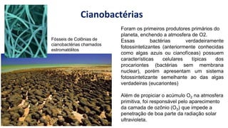 Cianobactérias
Foram os primeiros produtores primários do
planeta, enchendo a atmosfera de O2.
Essas bactérias verdadeiramente
fotossintetizantes (anteriormente conhecidas
como algas azuis ou cianofíceas) possuem
características celulares típicas dos
procariontes (bactérias sem membrana
nuclear), porém apresentam um sistema
fotossintetizante semelhante ao das algas
verdadeiras (eucariontes)
Além de propiciar o acúmulo O2 na atmosfera
primitiva, foi responsável pelo aparecimento
da camada de ozônio (O3) que impede a
penetração de boa parte da radiação solar
ultravioleta.
Fósseis de Colônias de
cianobactérias chamados
estromatólitos
 