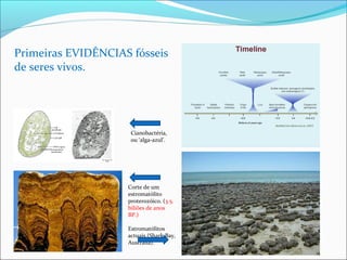 Primeiras EVIDÊNCIAS fósseis 
de seres vivos. 
Cianobactéria, 
ou ‘alga-azul’. 
Corte de um 
estromatólito 
proterozóico. (3.5. 
biliões de anos 
BP.) 
Estromatólitos 
actuais (Shark Bay, 
Australia). 
 