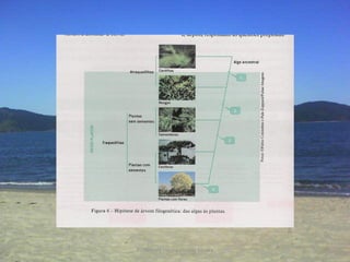 Professora Ionara Urrutia Moura   29
 