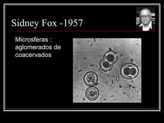 Sidney Fox -1957
Microsferas :
aglomerados de
coacervados
 