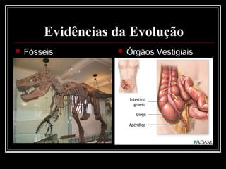 Evidências da Evolução
   Fósseis           Órgãos Vestigiais
 