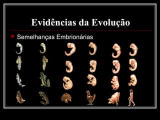 Evidências da Evolução
   Semelhanças Embrionárias
 