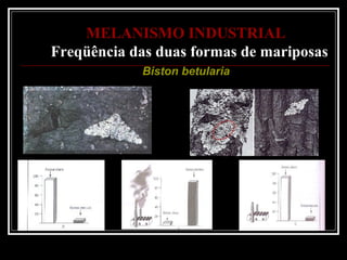 MELANISMO INDUSTRIAL
Freqüência das duas formas de mariposas
            Biston betularia
 