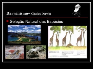 Darwinismo-    Charles Darwin

   Seleção Natural das Espécies
 