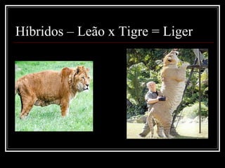 Híbridos – Leão x Tigre = Liger
 