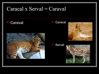 Caracal x Serval = Caraval

   Caraval           Caracal




                      Serval
 