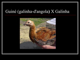 Guiné (galinha-d'angola) X Galinha
 