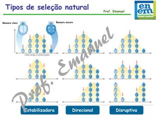 Besouro claro Besouro escuro
Estabilizadora Direcional Disruptiva
Tipos de seleção natural Prof. Emanuel
 