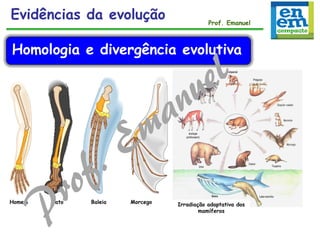 Irradiação adaptativa dos
mamíferos
Homem Gato Baleia Morcego
Evidências da evolução Prof. Emanuel
Homologia e divergência evolutiva
 
