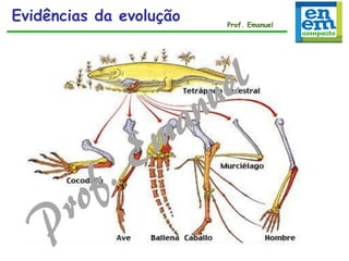 Evidências da evolução Prof. Emanuel
 