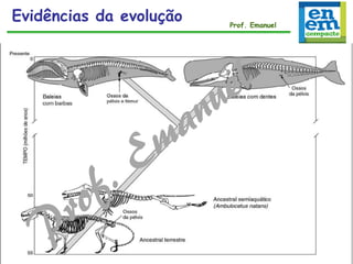Evidências da evolução Prof. Emanuel
 
