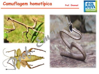 Camuflagem homotípica Prof. Emanuel
 