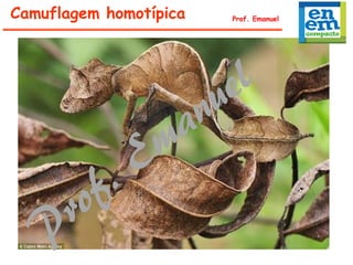 Camuflagem homotípica Prof. Emanuel
 