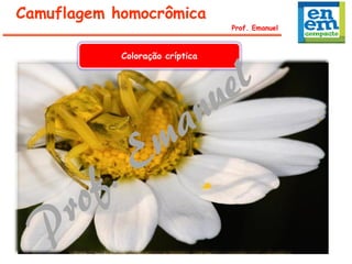 Prof. Emanuel
Camuflagem homocrômica
Coloração críptica
 