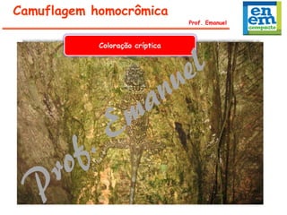 Prof. Emanuel
Camuflagem homocrômica
Coloração críptica
 