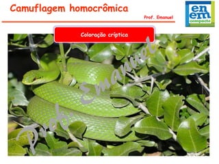 Prof. Emanuel
Camuflagem homocrômica
Coloração críptica
 
