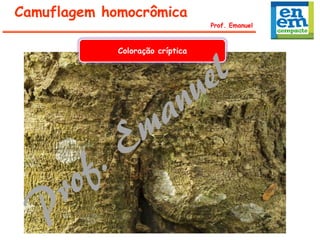 Prof. Emanuel
Camuflagem homocrômica
Coloração críptica
 