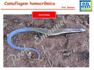 Prof. Emanuel
Camuflagem homocrômica
Autotomia
 