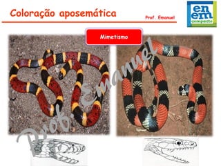 Coloração aposemática Prof. Emanuel
Mimetismo
 