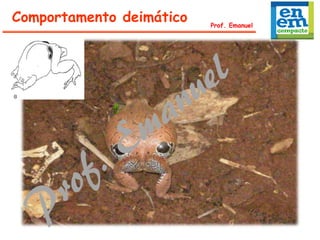 Comportamento deimático Prof. Emanuel
 