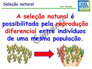 A seleção natural é
possibilitada pela reprodução
diferencial entre indivíduos
de uma mesma população.
Seleção natural Prof. Emanuel
 