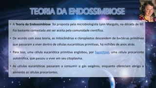 • A Teoria da Endossimbiose foi proposta pela microbiologista Lynn Margulis, na década de 60.
Foi bastante contestada até ser aceita pela comunidade científica.
• De acordo com essa teoria, as mitocôndrias e cloroplastos descendem de bactérias primitivas
que passaram a viver dentro de células eucarióticas primitivas, há milhões de anos atrás.
• Para isso, uma célula eucariótica primitiva englobou, por fagocitose, uma célula procarionte
autotrófica, que passou a viver em seu citoplasma.
• As células eucarióticas passaram a consumir o gás oxigênio, enquanto ofereciam abrigo e
alimento as células procariontes.
 