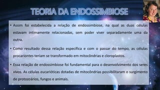 • Assim foi estabelecida a relação de endossimbiose, na qual as duas células
estavam intimamente relacionadas, sem poder viver separadamente uma da
outra.
• Como resultado dessa relação específica e com o passar do tempo, as células
procariontes teriam se transformado em mitocôndrias e cloroplastos.
• Essa relação de endossimbiose foi fundamental para o desenvolvimento dos seres
vivos. As células eucarióticas dotadas de mitocôndrias possibilitaram o surgimento
de protozoários, fungos e animais.
 