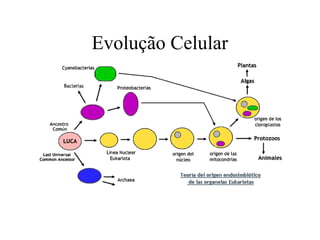 Evolução Celular
 