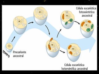 ORIGEM DO EUCARIONTE
 