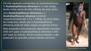 Há três espécies conhecidas de Australopithecus.
O Australopithecus aferensis é o mais antigo,
tendo vivido cerca de três milhões de anos atrás.
Já o Australopithecus africanus e o
Australopithecus robustus existiram
respectivamente até 1,5 e 1 milhão de anos antes
de nossa era, sendo que o Australopithecus
africanus pode ter dado origem ao gênero Homo.
Eles possuiam uma pequena capacidade craniana
(400 cm3 para o Australopithecus aferensis e 500
cm3 para os outros), tinham postura bípede e não
possuíam as grandes presas (dentes caninos).
A reconstrução de uma fêmea
 