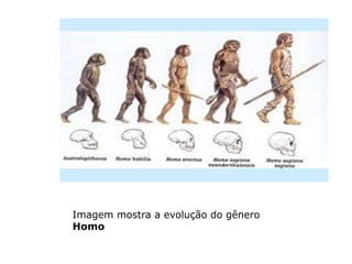 Imagem mostra a evolução do gênero
Homo
 
