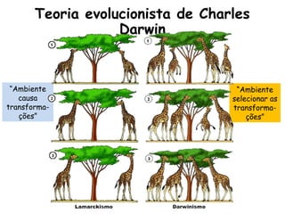 Teoria evolucionista de Charles
Darwin
“Ambiente
causa
transforma-
ções”
“Ambiente
selecionar as
transforma-
ções”
 
