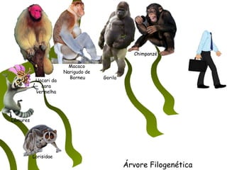 Macaco
Narigudo de
Borneu
Lorisidae
Lêmures
Uacari da
cara
vermelha
Árvore Filogenética
Gorila
Chimpanzé
 