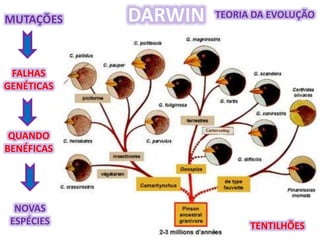 Origem da Vida e Evolução