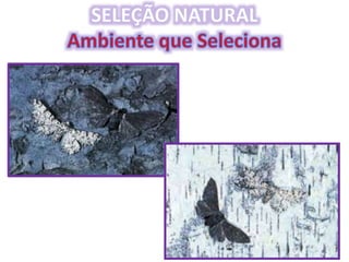 Origem da Vida e Evolução