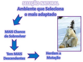 Origem da Vida e Evolução