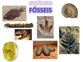 Origem da Vida e Evolução