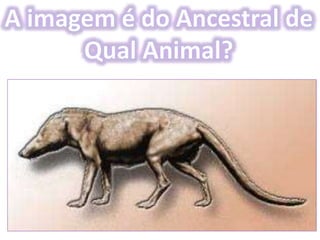 Origem da Vida e Evolução