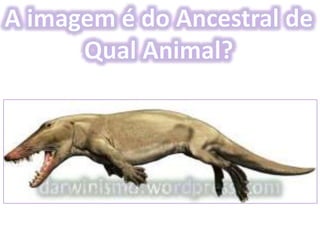 Origem da Vida e Evolução
