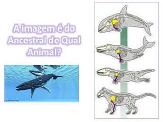 Origem da Vida e Evolução