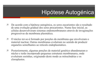 Hipótese Autogénica 
ì De acordo com a hipótese autogénica, os seres eucariontes são o resultado 
de uma evolução gradual dos seres procariontes. Numa fase inicial, as 
células desenvolveram sistemas endomembranares através de invaginações 
progressivas da membrana plasmática. 
ì O núcleo ter-se-á formado por porções da membrana que envolveram o 
material nuclear. Outras membranas evoluíram no sentido de produzir 
organelos semelhantes ao retículo endoplasmático. 
ì Posteriormente, algumas porções de material genético abandonaram o 
núcleo e terão incorporado pequenas estruturas membranares, onde 
evoluíram sozinhas, originando deste modo as mitocôndrias e os 
cloroplastos. 
 