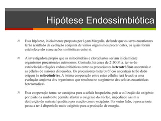 Hipótese Endossimbiótica 
ì Esta hipótese, inicialmente proposta por Lynn Margulis, defende que os seres eucariontes 
terão resultado da evolução conjunta de vários organismos procariontes, os quais foram 
estabelecendo associações simbióticas entre si. 
ì A investigadora propôs que as mitocôndrias e cloroplastos seriam inicialmente 
organismos procariontes autónomos. Contudo, há cerca de 2100 M.a. ter-se-ão 
estabelecido relações endossimbióticas entre os procariontes heterotróficos ancestrais e 
as células de maiores dimensões. Os procariontes heterotróficos ancestrais terão dado 
origem às mitocôndrias. A íntima cooperação entre estas células terá levado a uma 
evolução conjunta dos organismos que resultou no surgimento das células eucarióticas 
heterotróficas. 
ì Esta cooperação torna-se vantajosa para a célula hospedeira, pois a utilização do oxigénio 
por parte da simbionte permite afastar o oxigénio do núcleo, impedindo assim a 
destruição do material genético por reação com o oxigénio. Por outro lado, o procarionte 
passa a ter à disposição mais oxigénio para a produção de energia. 
 