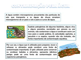 Origem Micro Nos Alimentos