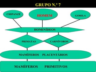 MAMÍFEROS PRIMITIVOS
MAMÍFEROS PLACENTÁRIOS
PRIMATAS CARNÍVOROS
HOMINÍDEOS
HOMEM
HOMEM GORILA
CHIPANZÉ
GRUPO N.º 7
 